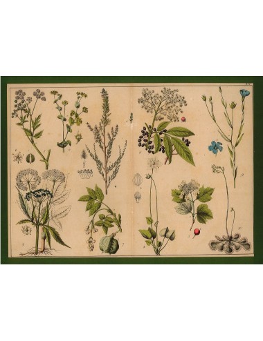 13 Stampe floreali senza cornice