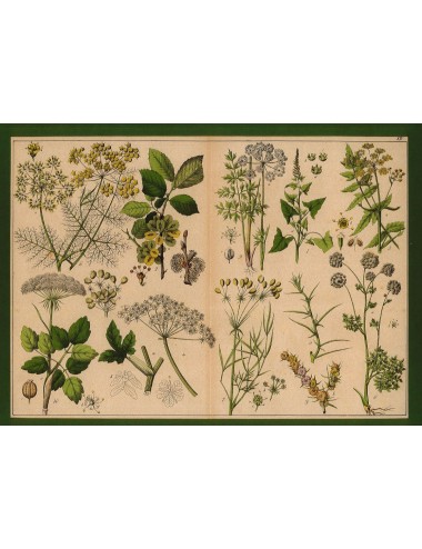 13 Stampe floreali senza cornice