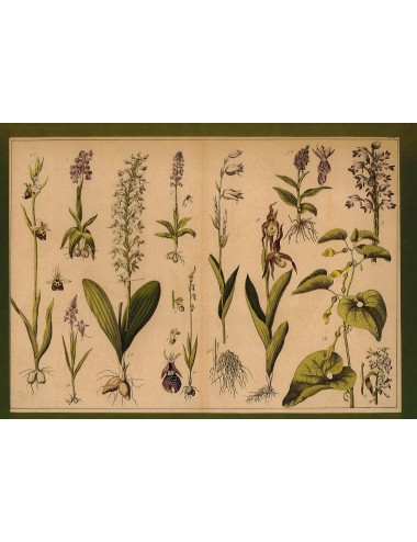 13 Stampe floreali senza cornice