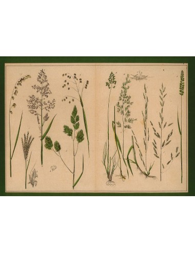 13 Stampe floreali senza cornice