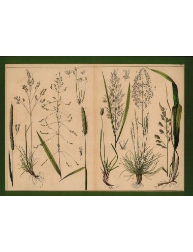 13 Stampe floreali senza cornice