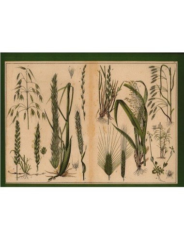 13 Unframed Flower Prints