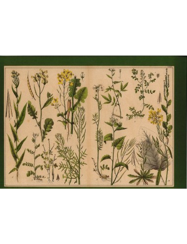 13 Stampe floreali senza cornice