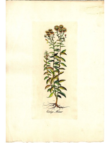 6 Stampe floreali senza cornice