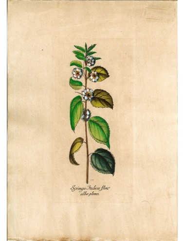 6 Stampe floreali senza cornice