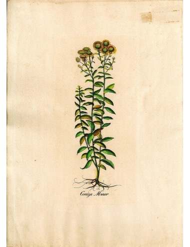 6 Stampe floreali senza cornice