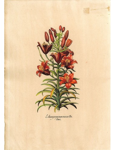 6 Unframed Flower Prints