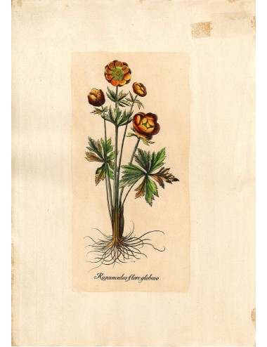 6 Stampe floreali senza cornice
