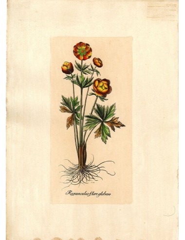 6 Stampe floreali senza cornice