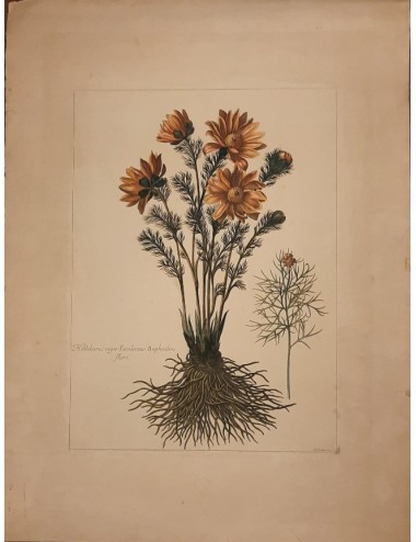 Stampa fiore con radici senza cornice