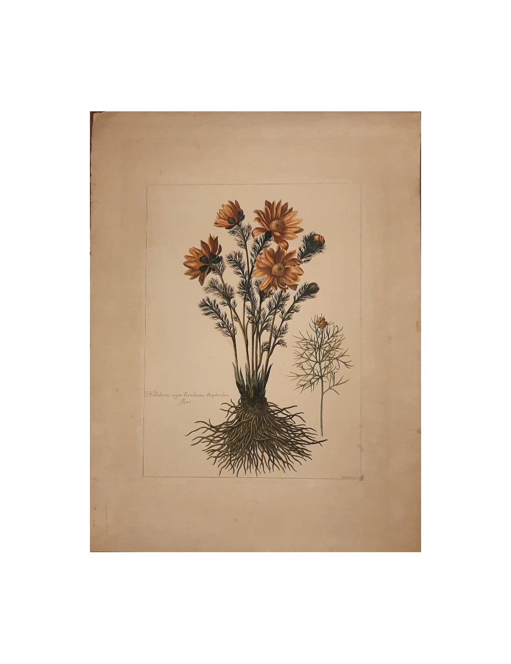 Stampa fiore con radici senza cornice