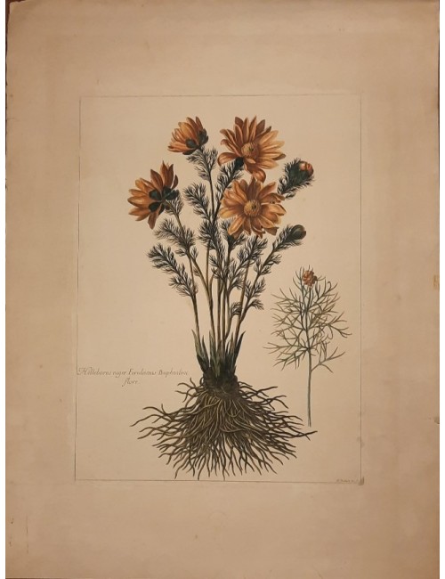 Stampa fiore con radici senza cornice