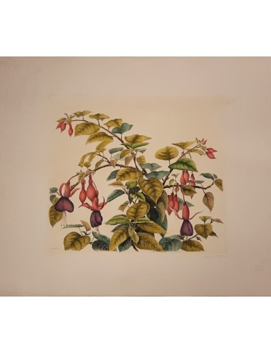 10 stampe - fiori -