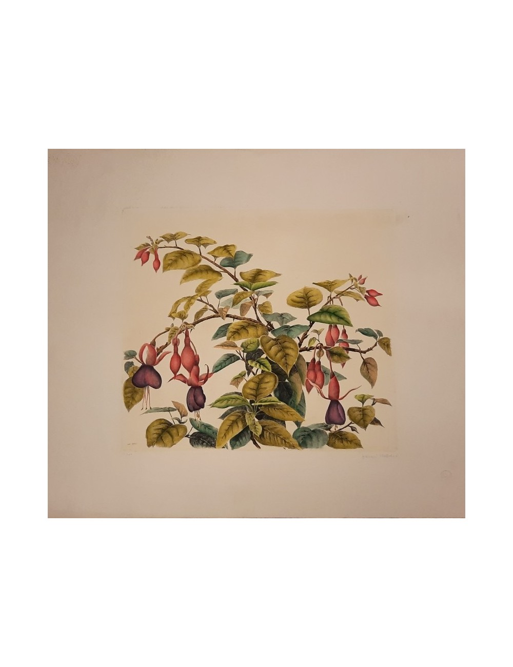 10 stampe - fiori -