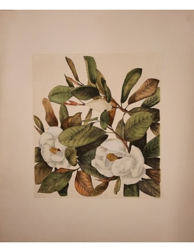 10 stampe - fiori -