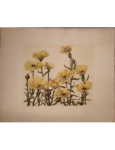 10 stampe - fiori -