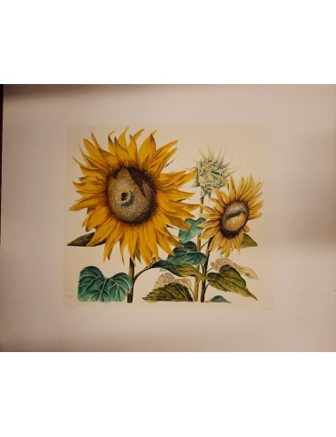10 stampe - fiori -