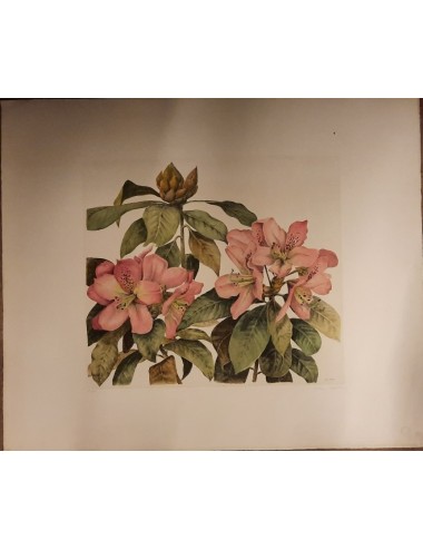 10 stampe - fiori -