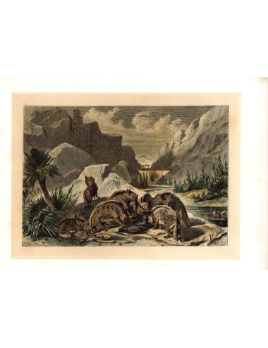 7 Unframed Hunting Prints