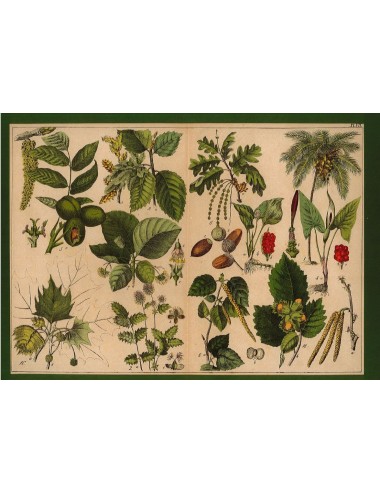 13 Stampe floreali senza cornice