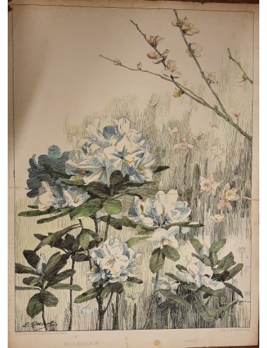 12 Prints -Flowers and Birds- unframed