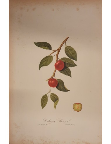 2 Stampa -Frutta- senza cornice