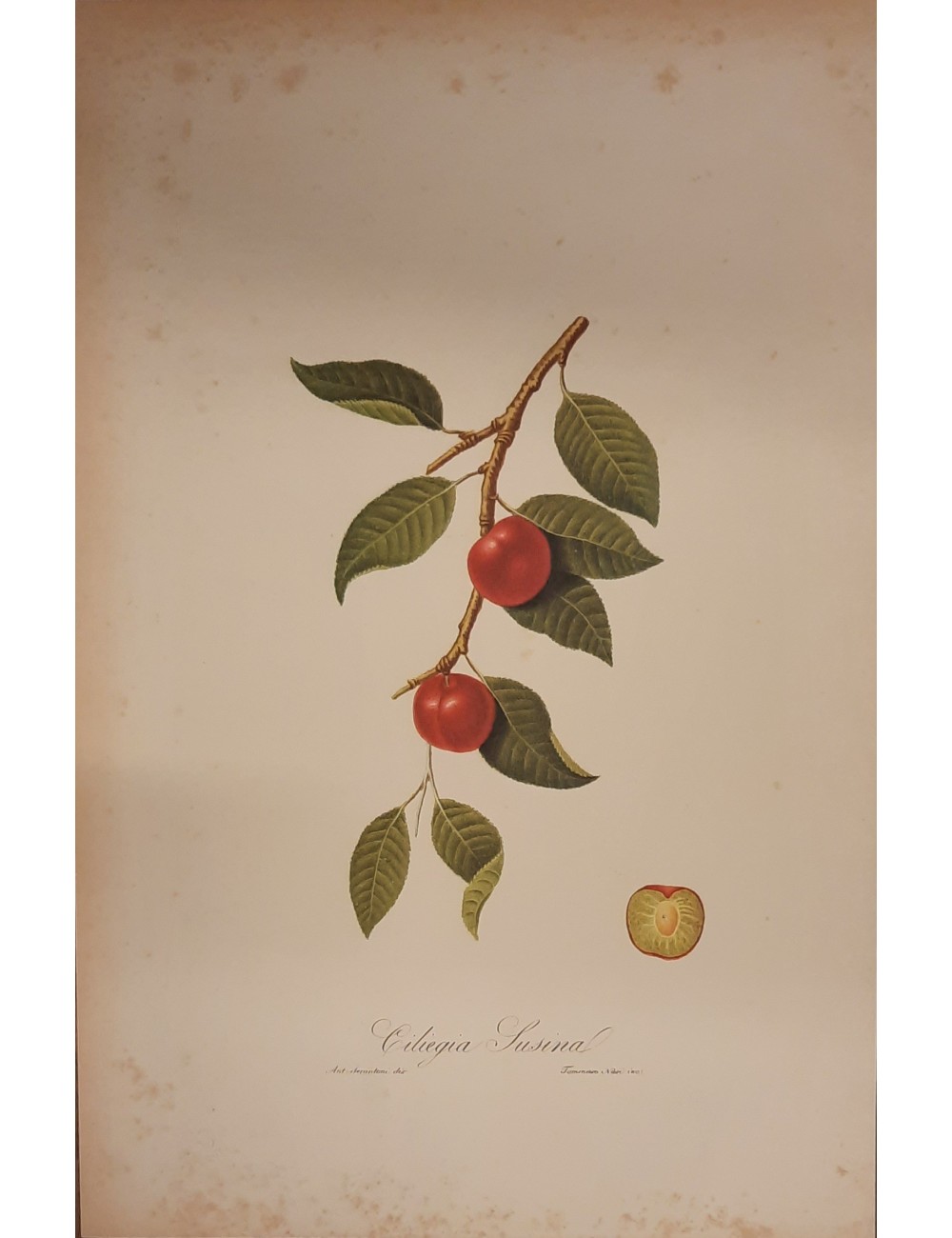 2 Stampa -Frutta- senza cornice