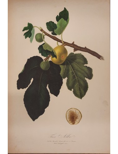2 Stampa -Frutta- senza cornice