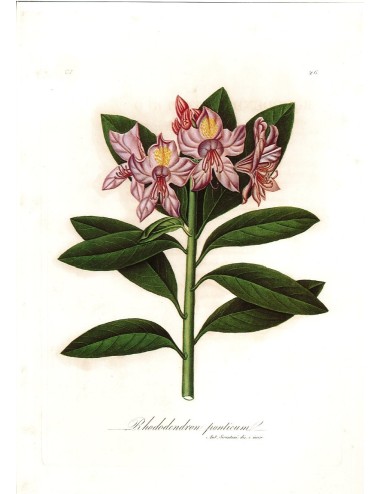 6 stampe di fiori (5 senza cornice)