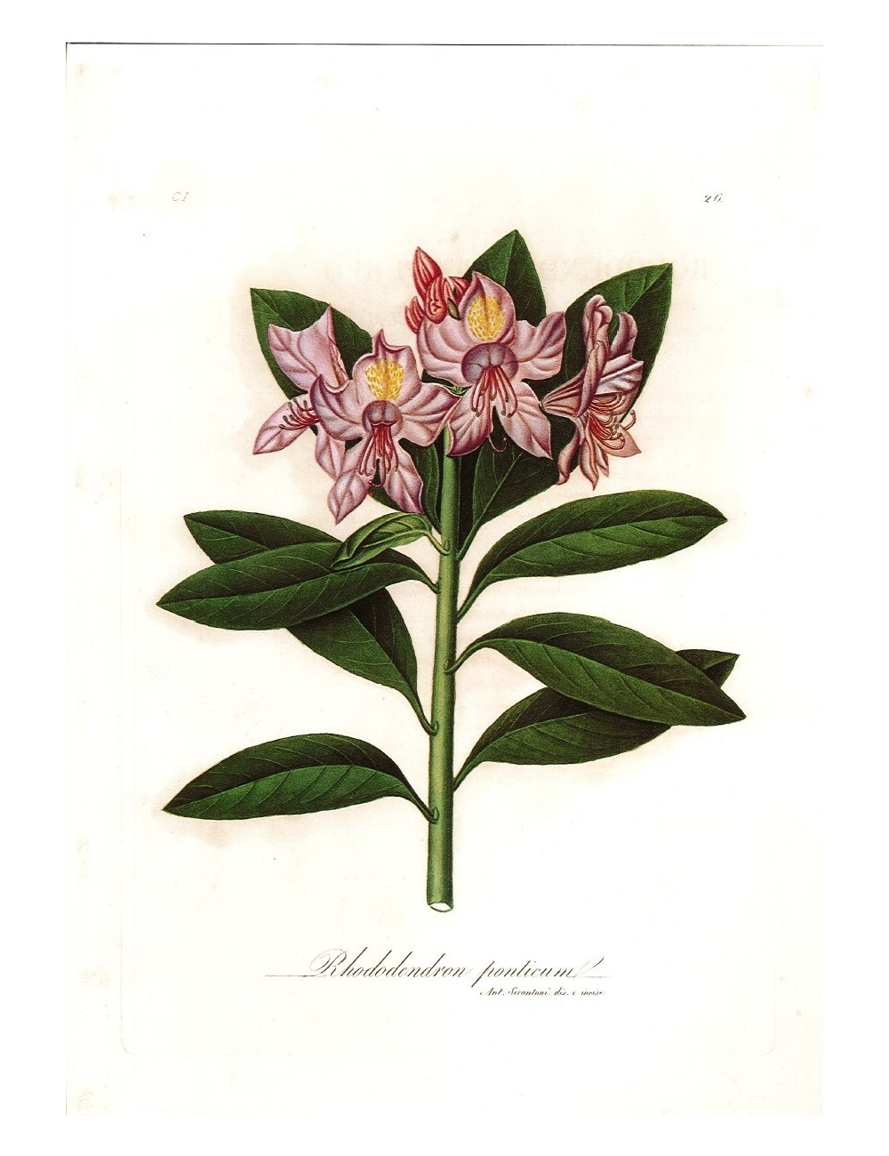 6 stampe di fiori (5 senza cornice)