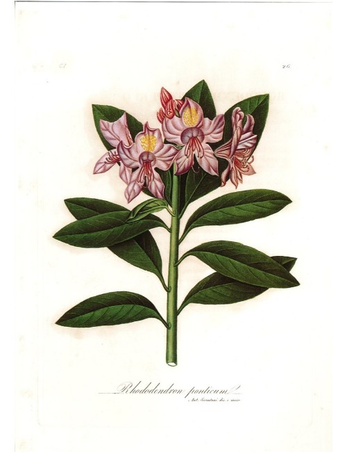 6 stampe di fiori (5 senza cornice)