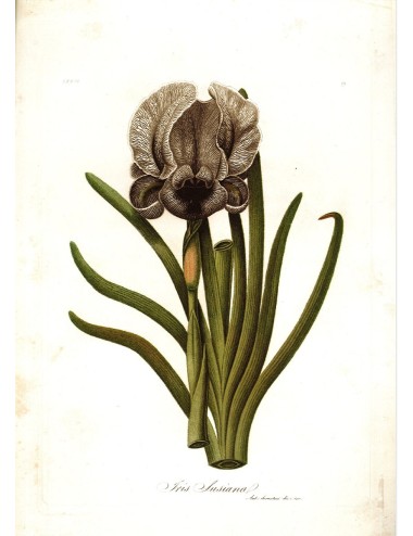 6 stampe di fiori (5 senza cornice)