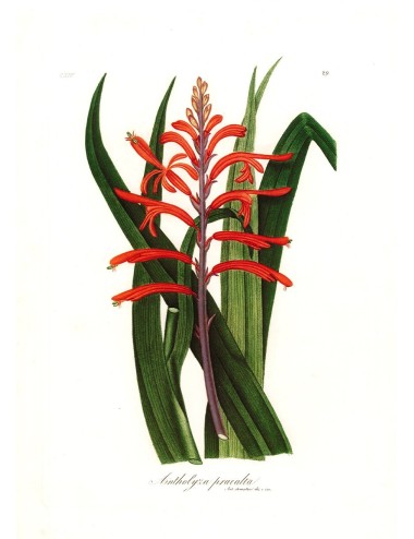 6 stampe di fiori (5 senza cornice)