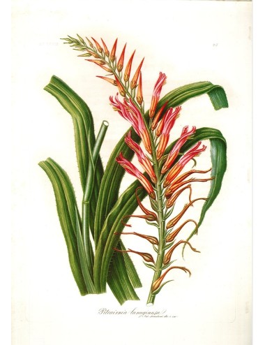 6 stampe di fiori (5 senza cornice)