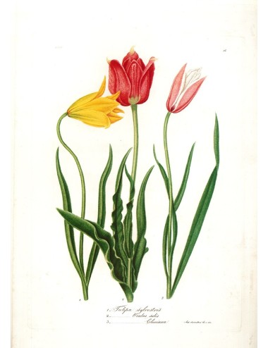 6 stampe di fiori (5 senza cornice)