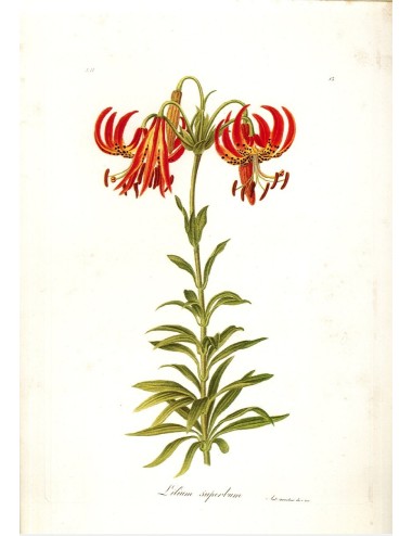 6 stampe di fiori (5 senza cornice)